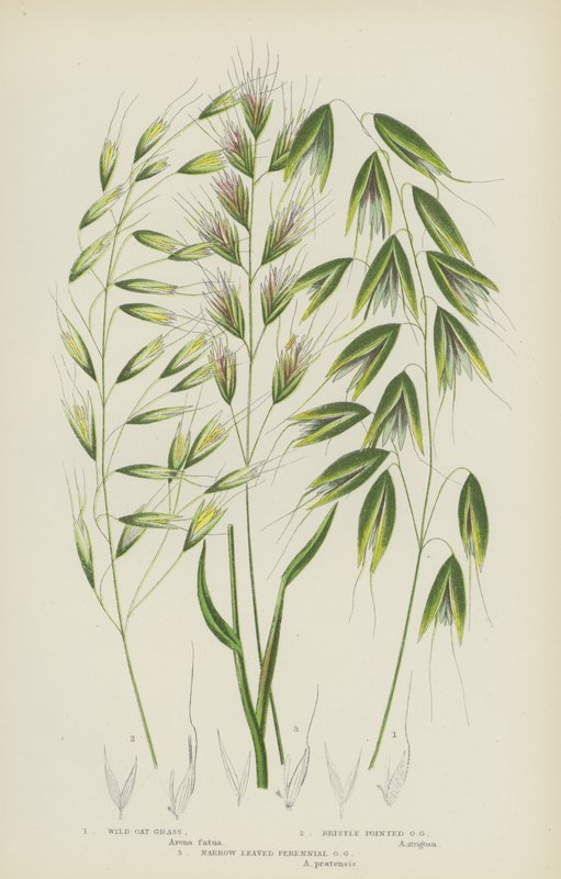 Wild Oat Grass, Bristle Pointed Oat Grass, Narrow Leaved Perennial Oat Grass by English School