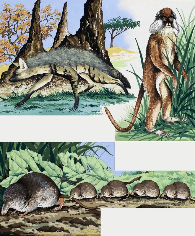 Wild animals montage by English School