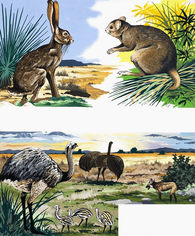 Wildlife montage by English School
