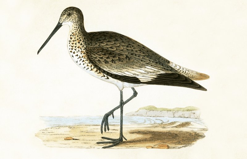 Willet, Illustration from 