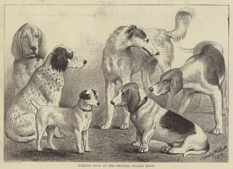 Winning Dogs at the Crystal Palace Show by English School