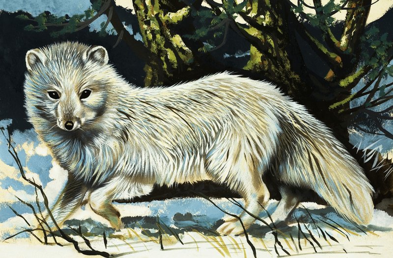 Wolf by English School