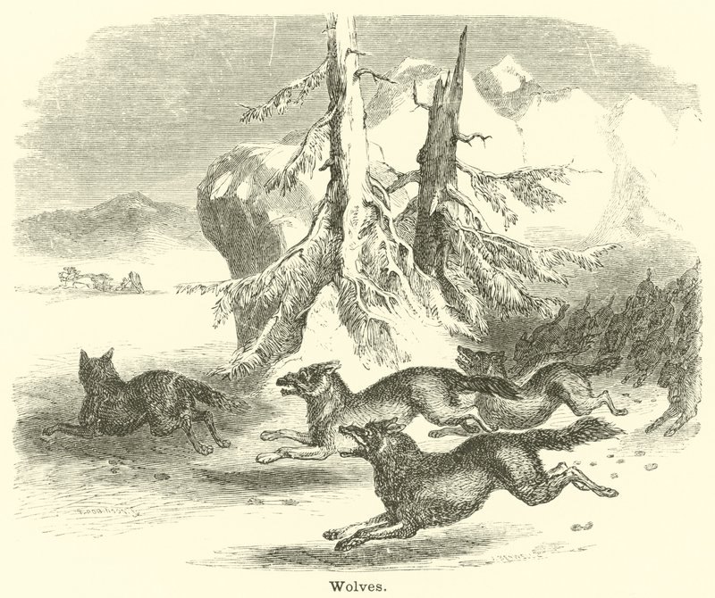 Wolves by English School