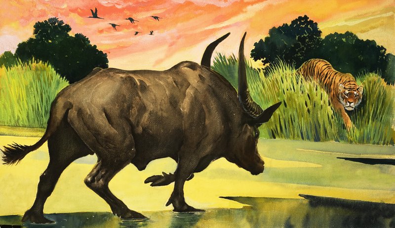 Wonders of Nature: Fiercest Animal of them all by English School