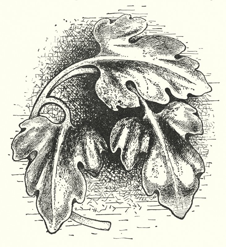Wood carving: Leaf (engraving) by English School