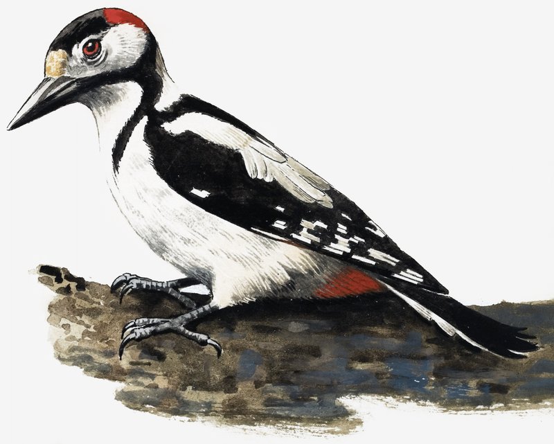 Woodpecker (Hairy Woodpecker) by English School