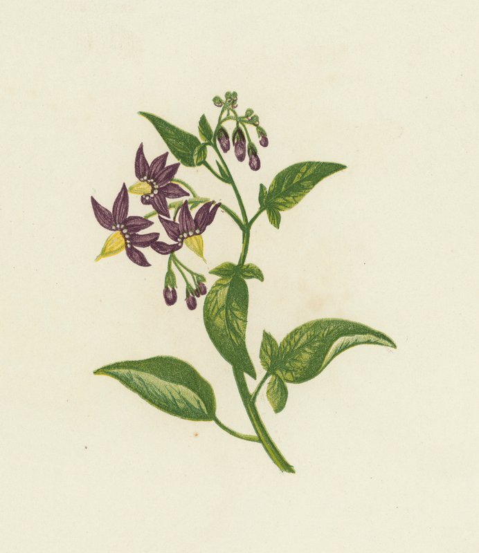 Woody Nightshade, or Bitter Sweet, Solanum Dulcamara by English School