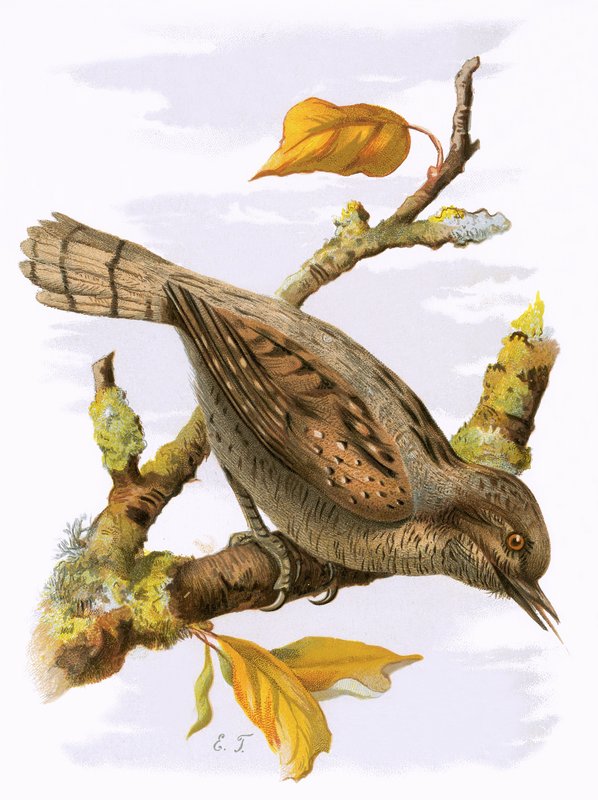 Wryneck by English School
