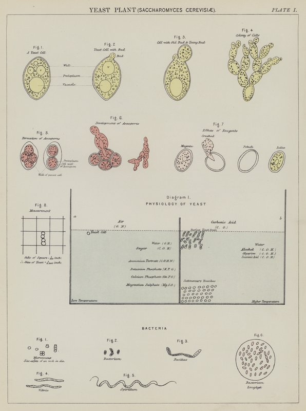 Yeast plant, Saccharomyces Cerevisiae by English School