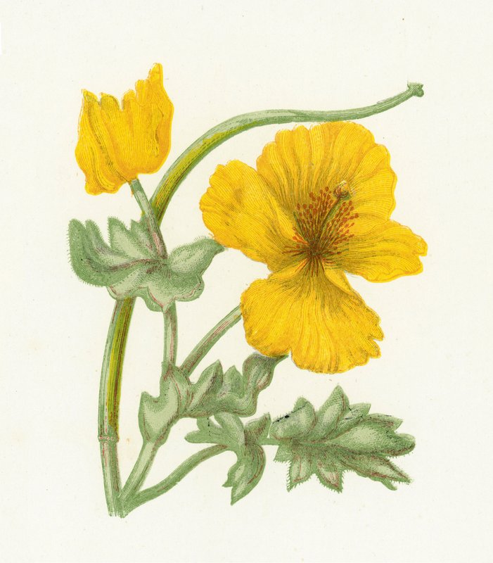 Yellow Horned Poppy by English School