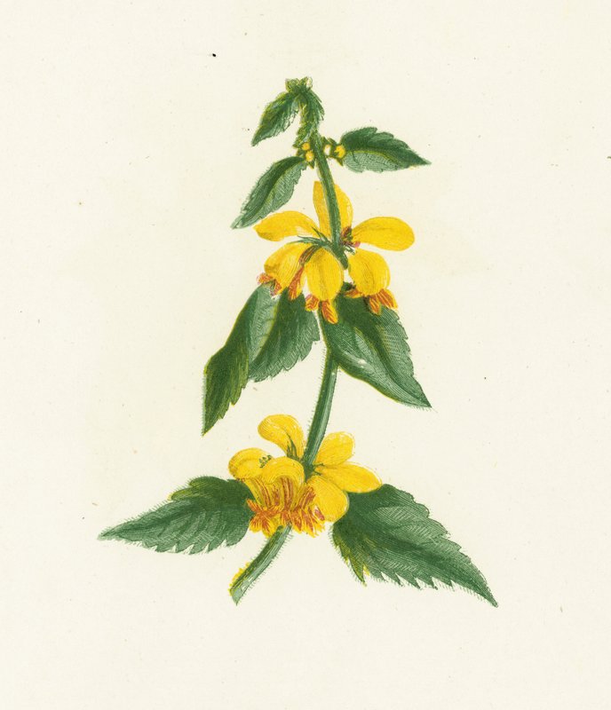 Yellow Weasel-Snout, Galeobdolon Luteum by English School