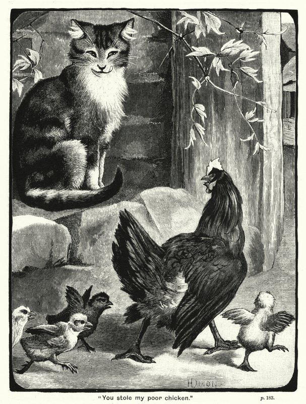 You stole my poor chicken by English School