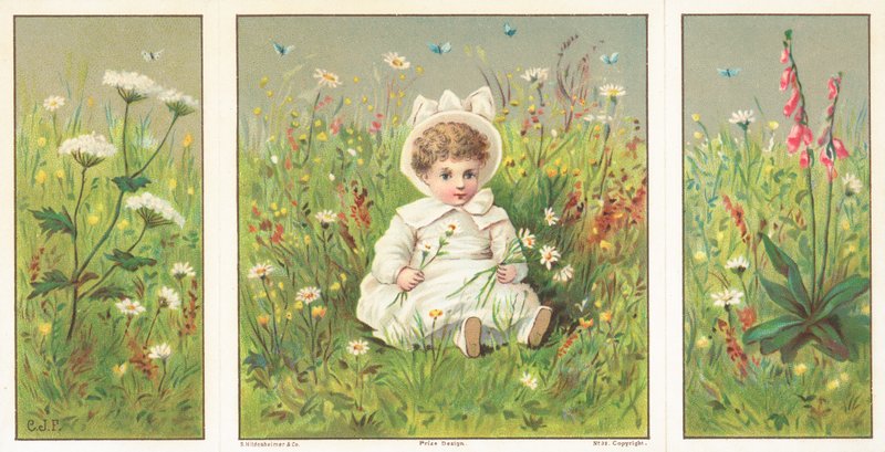 Young Child sitting in flower meadow by English School