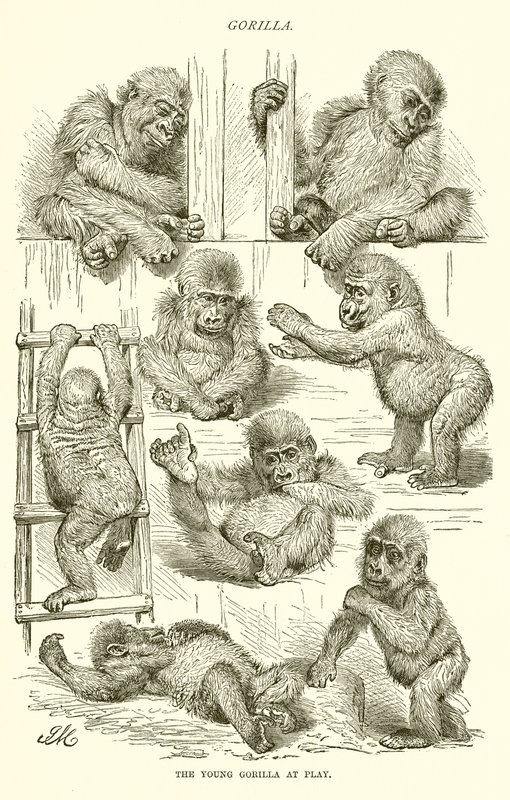 Young Gorilla at Play by English School