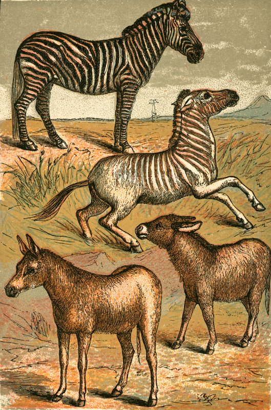 Zebra, Wild Ass, Quagga and Common Ass by English School