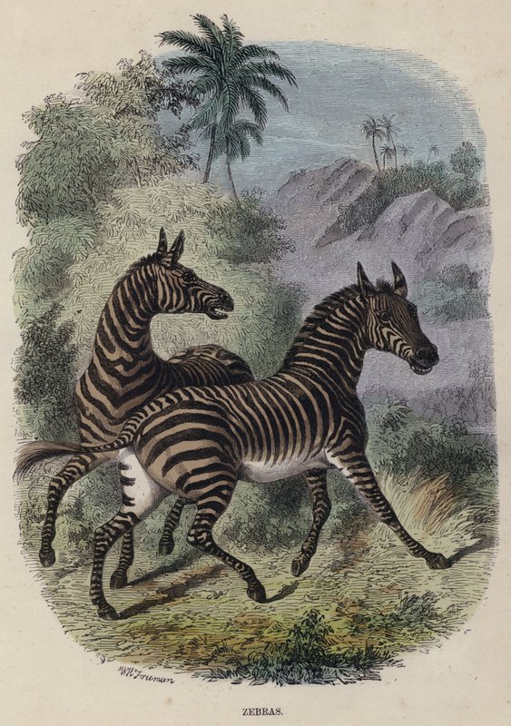 Zebras (coloured engraving) by English School
