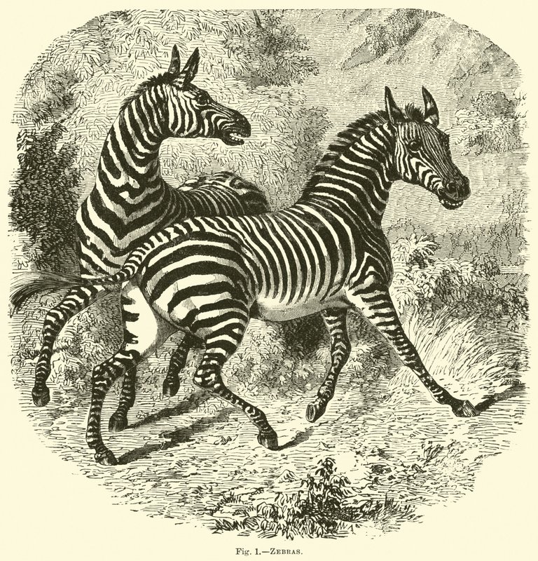 Zebras by English School