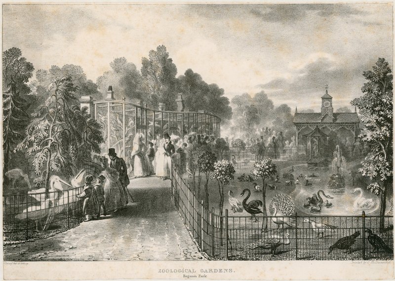 Zoological Gardens, Regents Park by English School