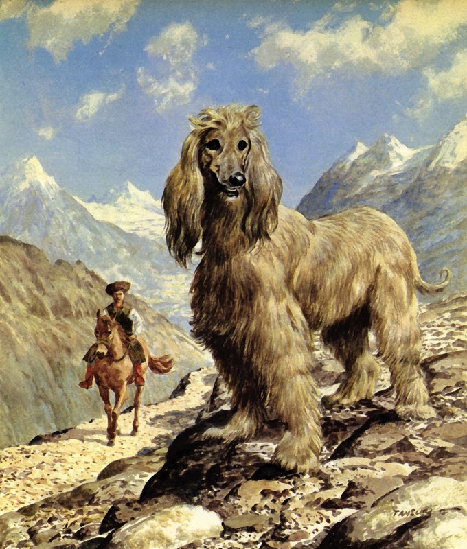 Afghan Hound by Eric Tansley