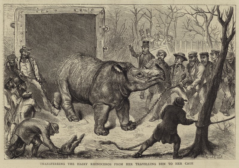 Transferring the Hairy Rhinoceros from her Travelling Den to her Cage by Ernest Henry Griset