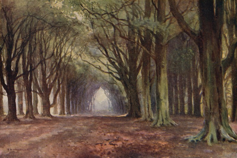 The Beech Avenue, Thoresby by Ernest William Haslehust
