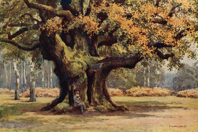 The Major Oak, Thoresby Park by Ernest William Haslehust