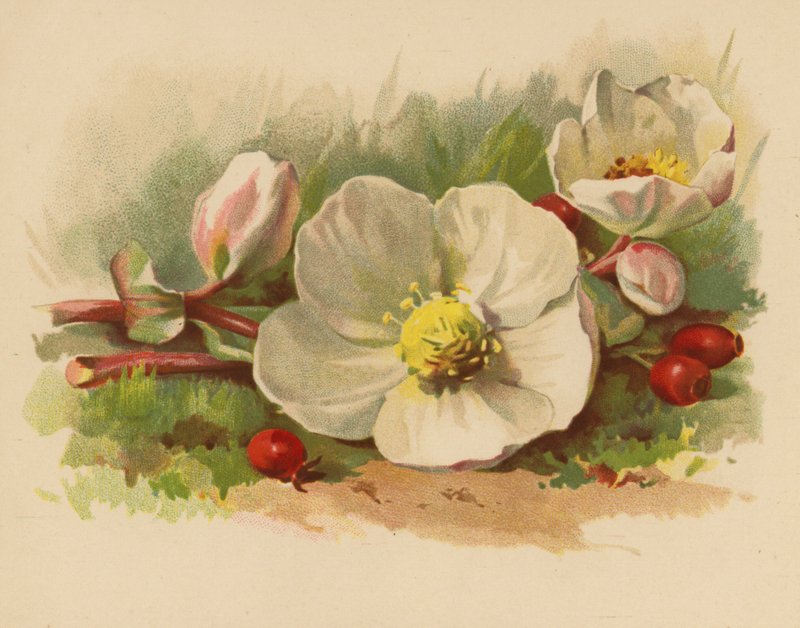 Christmas Rose and Berries by Ethel C. Nisbet