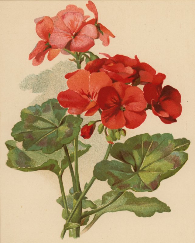 Geranium by Ethel C. Nisbet