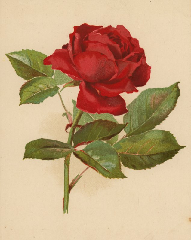 Red Garden Rose by Ethel C. Nisbet