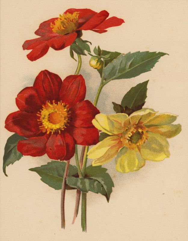 Single Dahlias by Ethel C. Nisbet