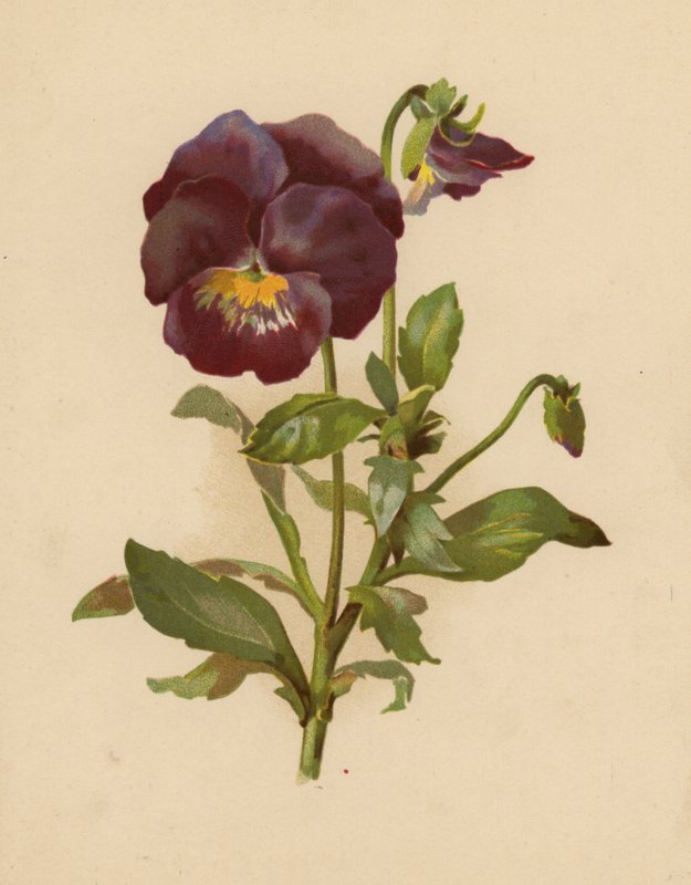 The Pansy by Ethel C. Nisbet