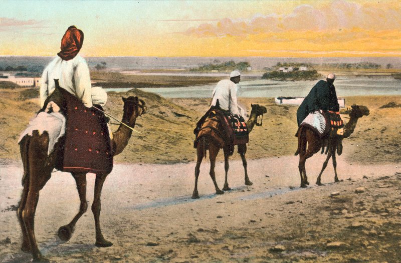 Camels, North Africa by European Photographer