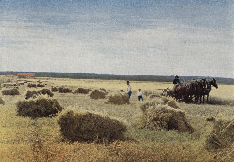 Harvest in Manitoba by European Photographer