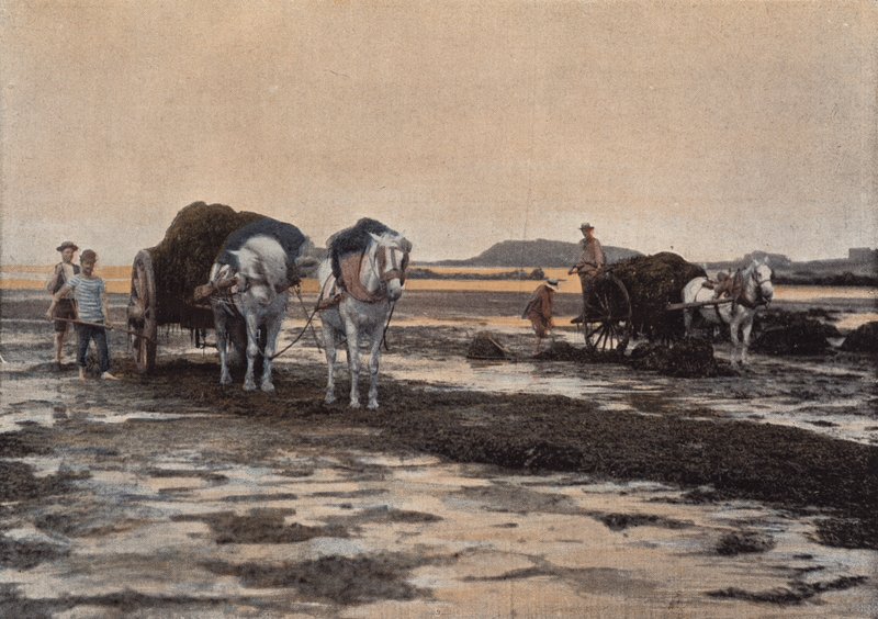 The Seaweed Harvest by European Photographer