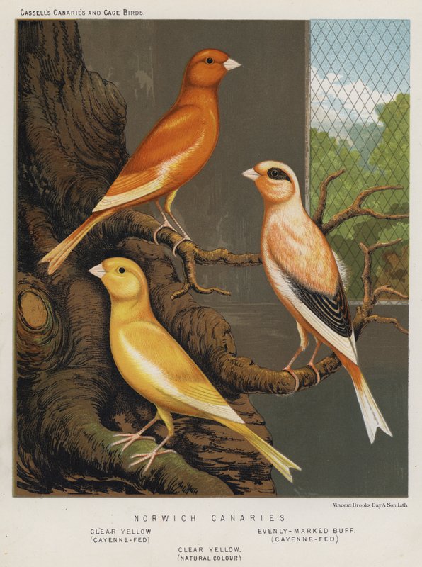 Norwich Canaries, Clear Yellow, Cayenne-Fed, Evenly-Marked Buff, Cayenne-Fed, Clear Yellow, Natural Colour by European School
