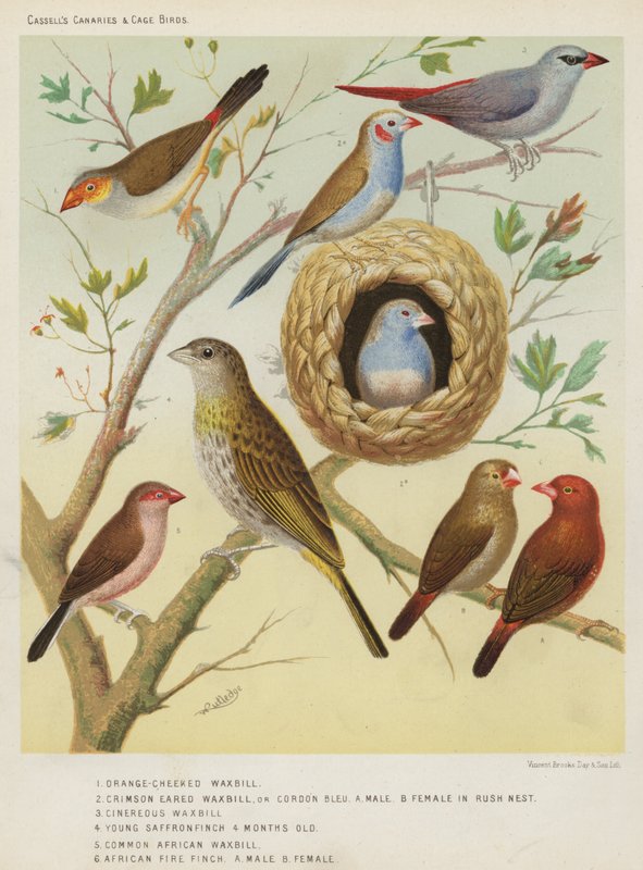 Orange-Cheeked Waxbill, Crimson Eared Waxbill or Cordon Bleu, Male, Female in Rush Nest, Cinereous Waxbill, Young Saffron Finch 4 Months Old, Common African Waxbill, African Fire Finch, Male, Female by European School