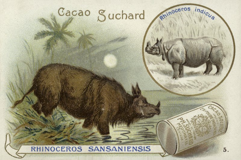Rhinoceros Sansaniensis and Indian rhinoceros by European School