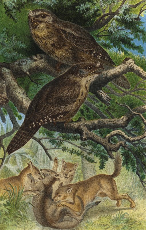 Tawny Frogmouth by European School