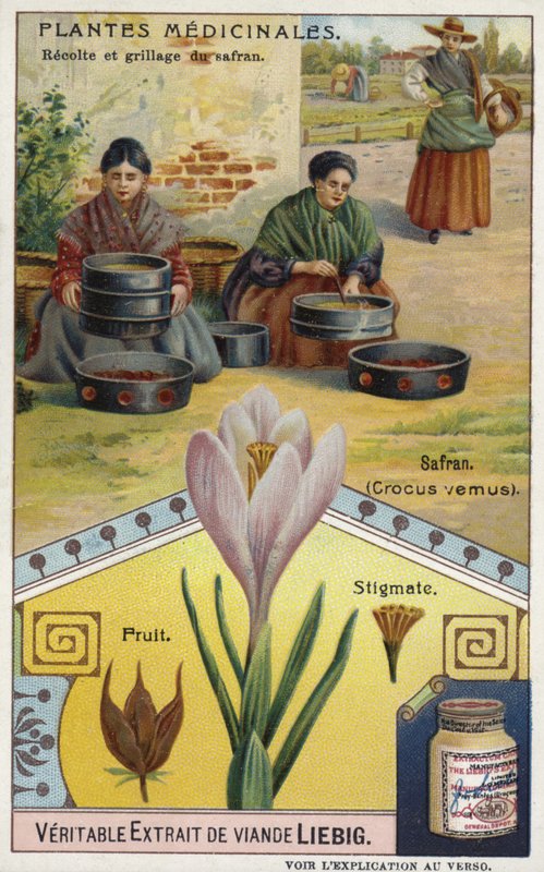 Saffron: Harvesting and Roasting of Crocus Stigmas by European School