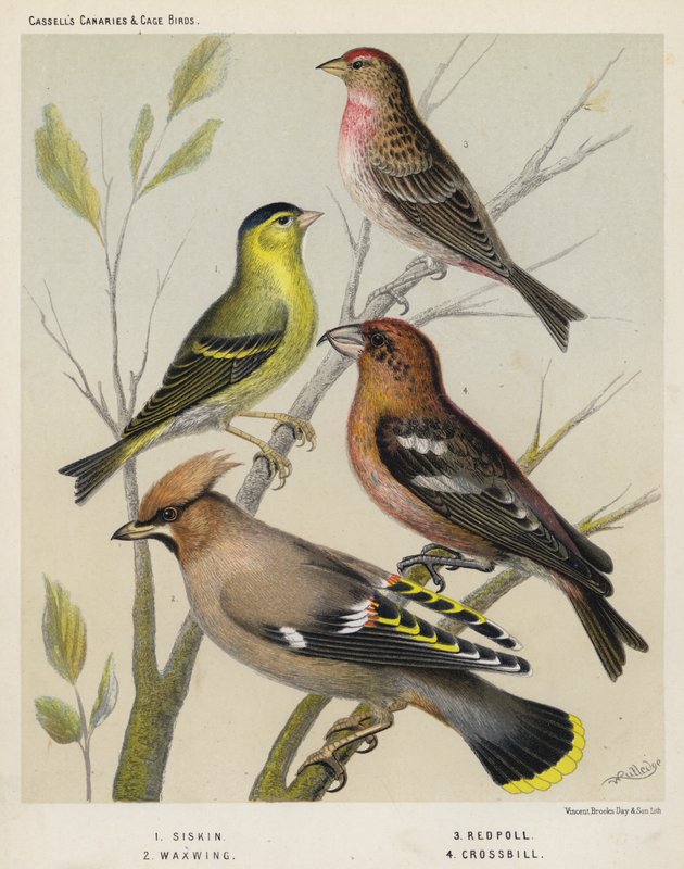 Siskin, Waxwing, Redpoll, Crossbill by European School