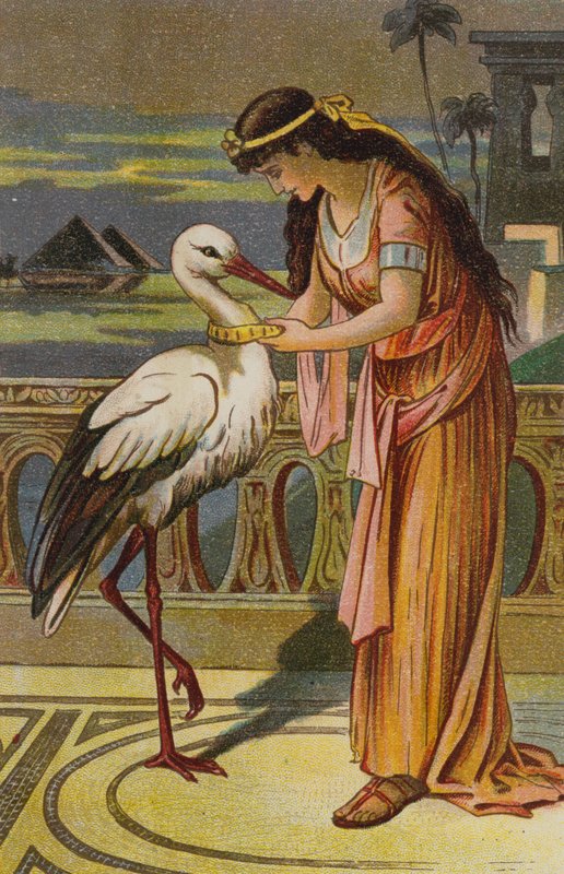 The Marsh King