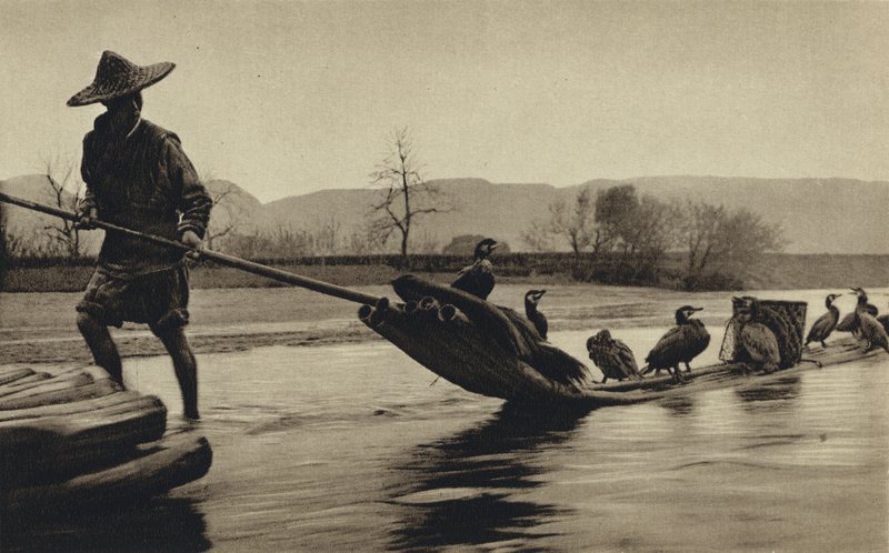 China, fishing by cormorants by European Photographer