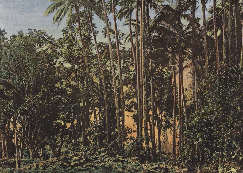 Coconut Forest by European Photographer