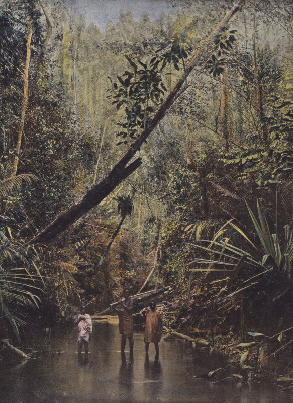 Virgin Forest, East Side by European Photographer