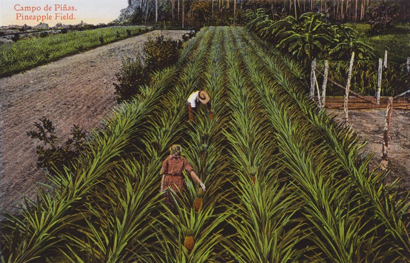 Havana, Cuba: Pineapple Field by European Photographer