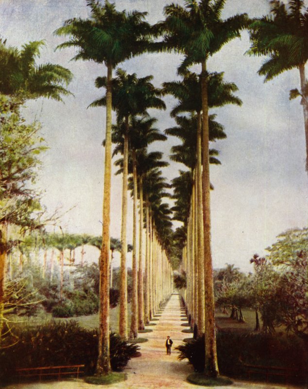 Rio de Janeiro, the Famous Palm Avenue by European Photographer