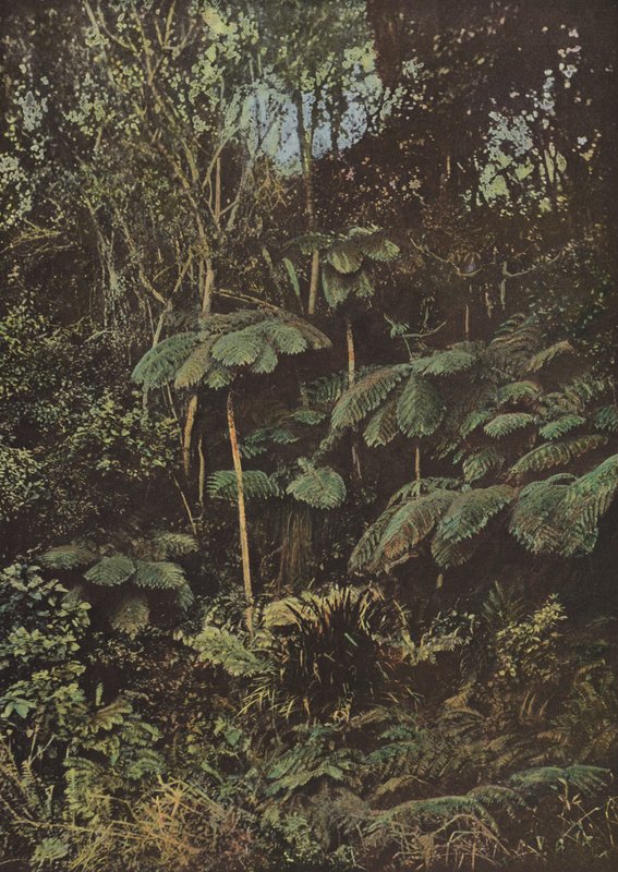 Vegetation, Tree Ferns by European Photographer