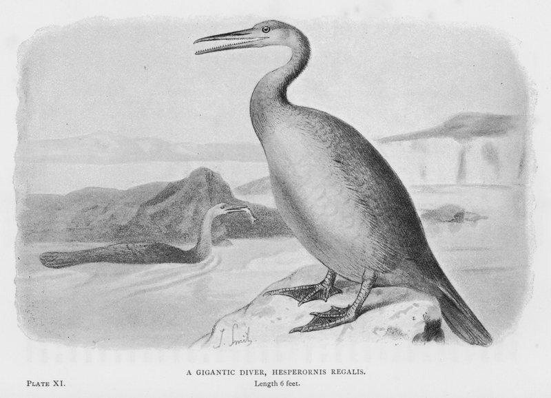 A Gigantic Diver, Hesperornis Regalis by European School