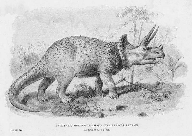A Gigantic Horned Dinosaur, Triceratops Prorsus by European School