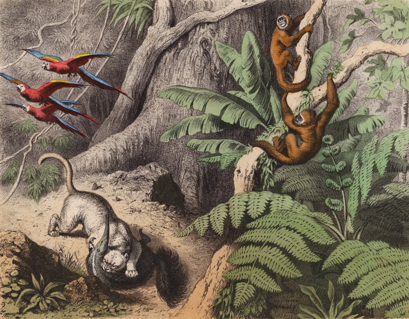 A forest in Brazil by European School